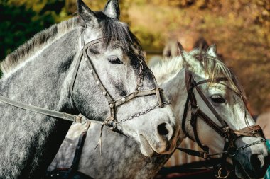 two grey horses clipart