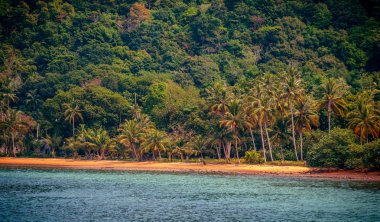 Sakin deniz ve yeşil palmiye ağaçları