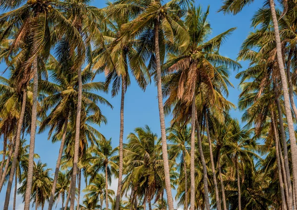 Palmeras verdes — Foto de Stock