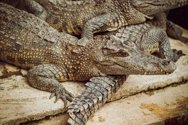 Агрессивные крокодилы — стоковое фото