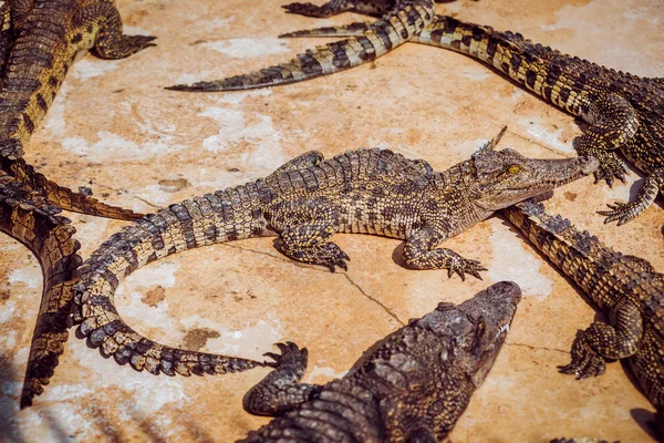 Агрессивные крокодилы — стоковое фото