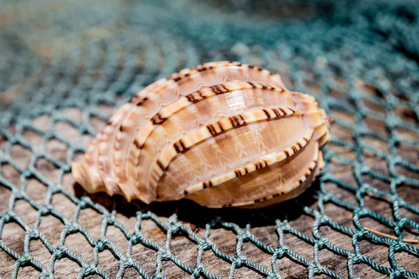 Seashell med gröna fiske netto — Stockfoto