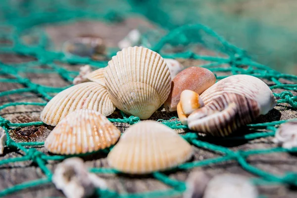 Conchas marinas con red de pesca verde —  Fotos de Stock