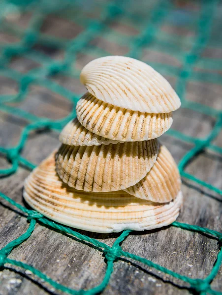 Conchiglie con rete da pesca verde — Foto Stock