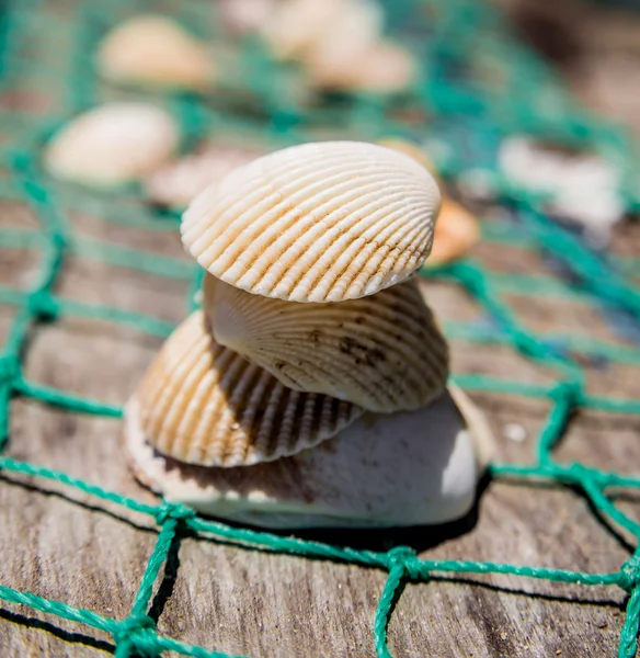 Seashells with green fishing net — Stock Photo, Image