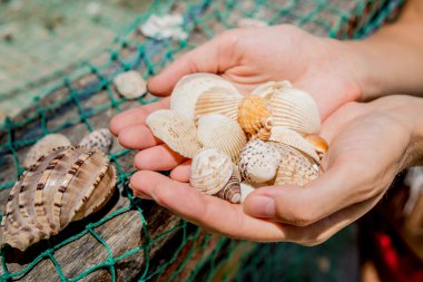 deniz kabuklarını elinde toplanması