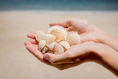 deniz kabuklarını elinde toplanması