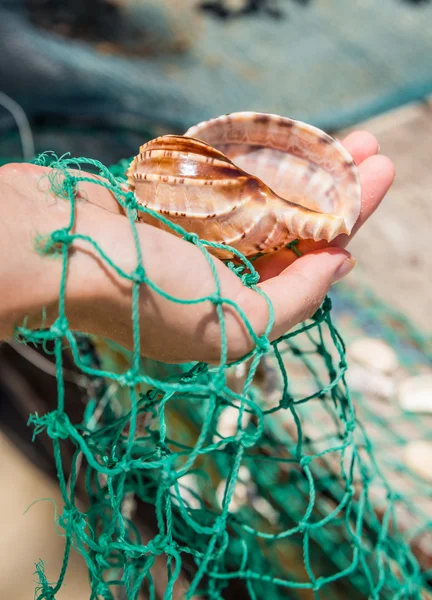 Concha marina en la red de pesca en la mano —  Fotos de Stock