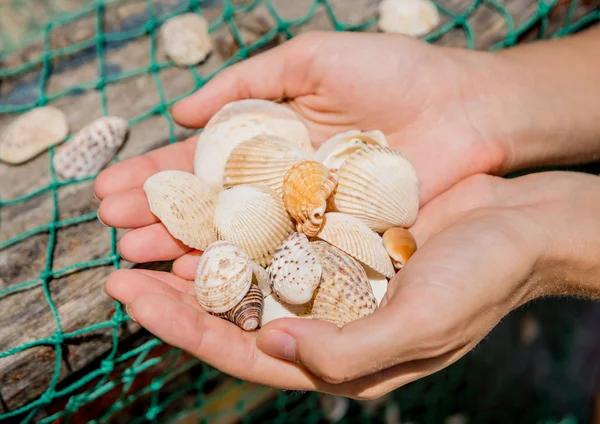 手で貝殻のコレクション — ストック写真