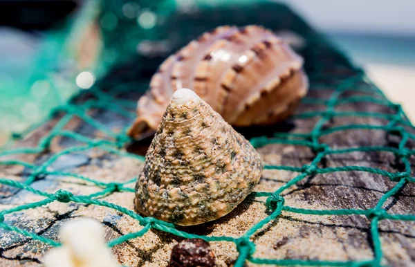 Snäckskal med gröna fiske netto — Stockfoto