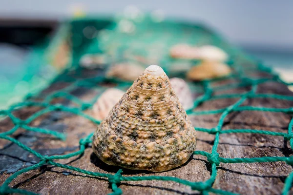 Schelpen met groene visnet — Stockfoto