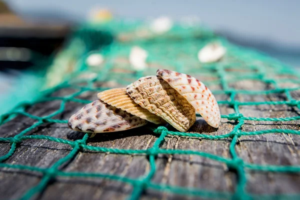 Seashells com rede de pesca verde — Fotografia de Stock