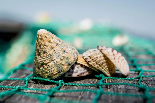 Conchas marinas con red de pesca verde —  Fotos de Stock