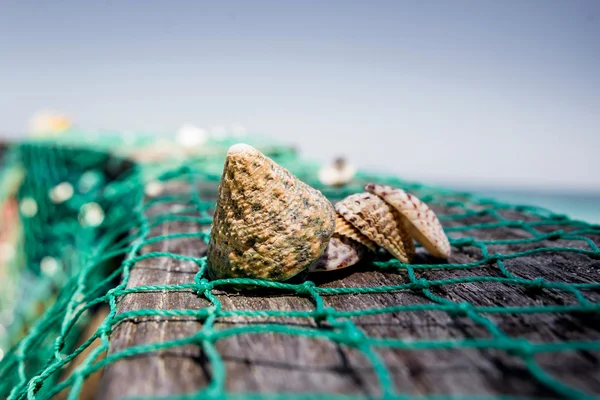 Seashells com rede de pesca verde — Fotografia de Stock