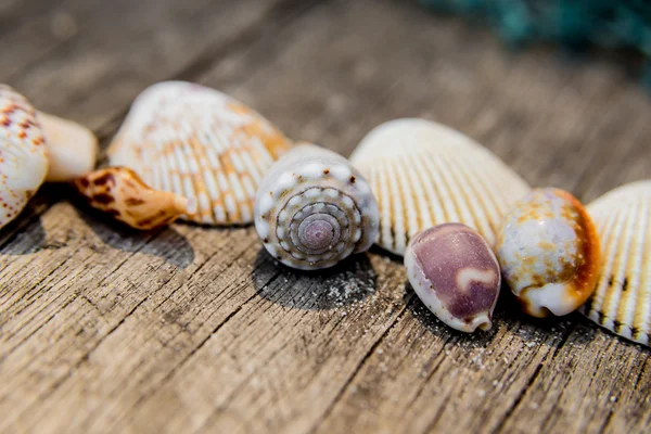 Coleção de conchas coloridas — Fotografia de Stock