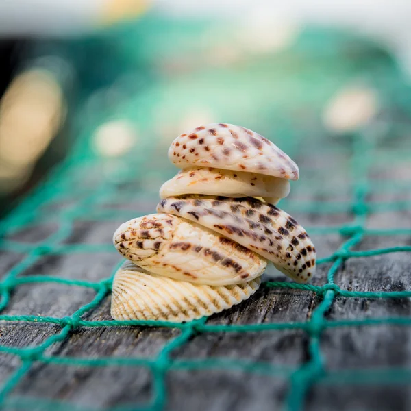 Snäckskal med gröna fiske netto — Stockfoto