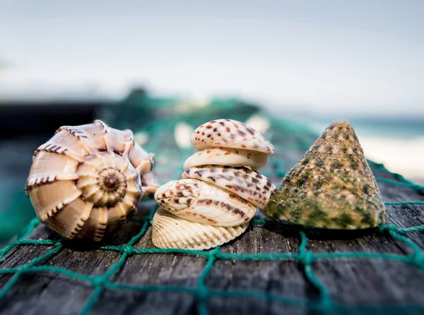 Conchas marinas con red de pesca verde —  Fotos de Stock