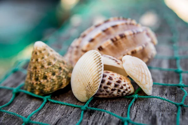 Seashells with green fishing net — Stock Photo, Image