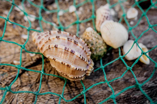 Conchas marinas con red de pesca verde —  Fotos de Stock