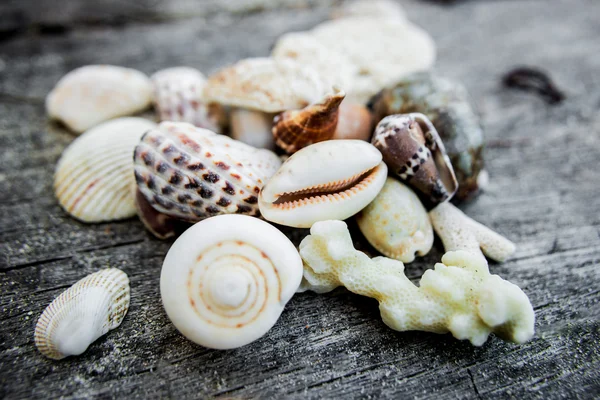 Coleção de conchas coloridas — Fotografia de Stock