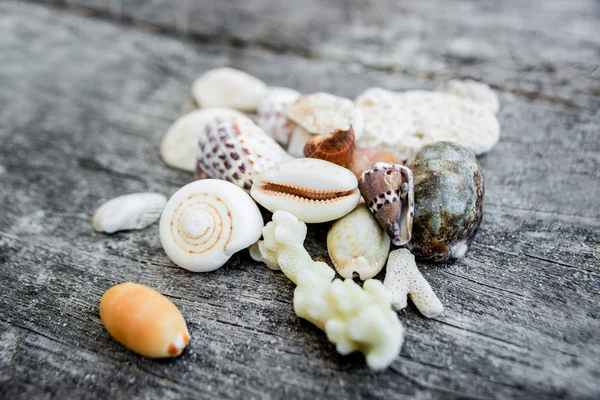 Collection of colored seashells — Stock Photo, Image