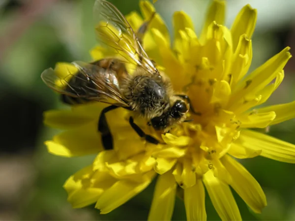 Bin på blomman — Stock vektor