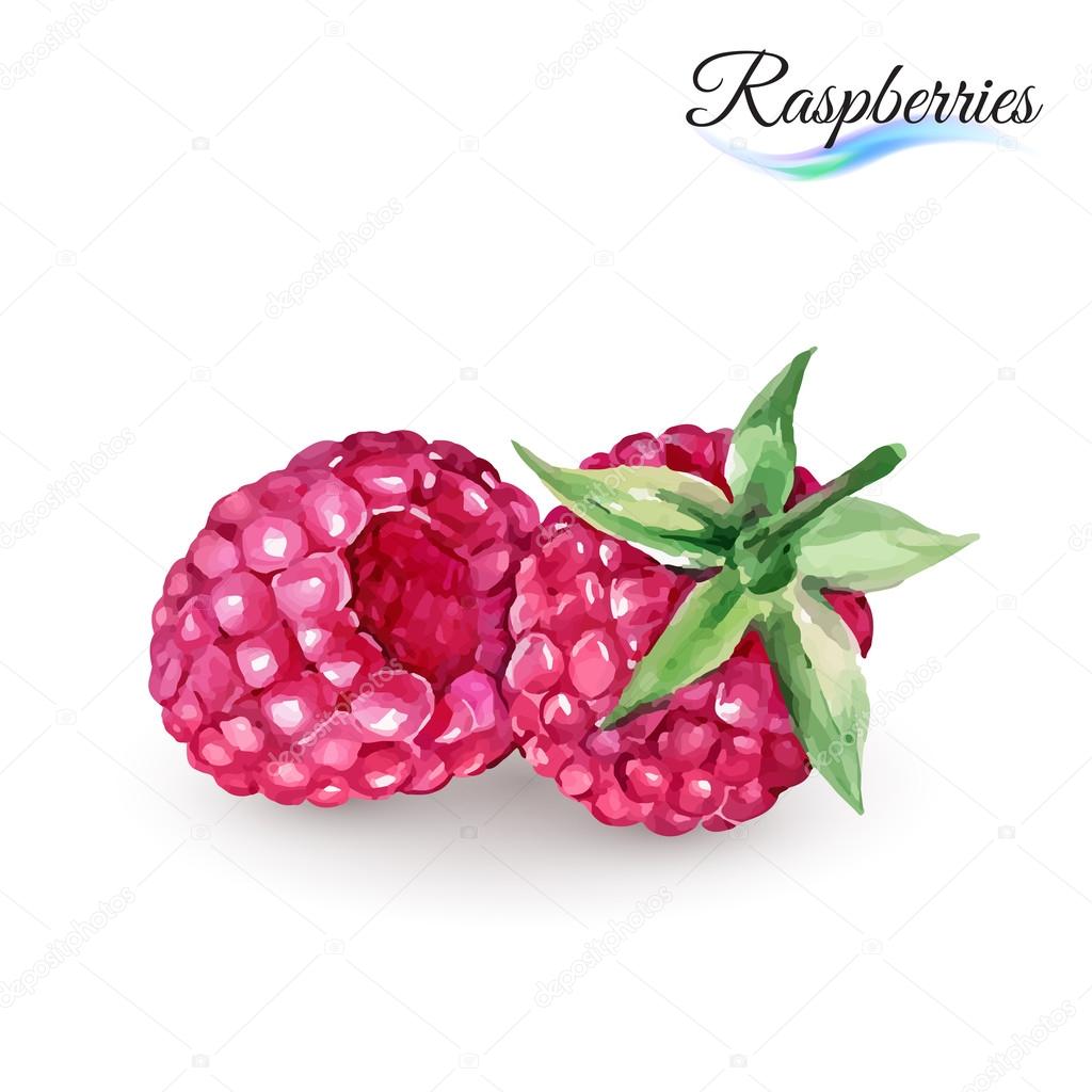 Hand-Drawn Watercolor Painting Raspberry on White Background