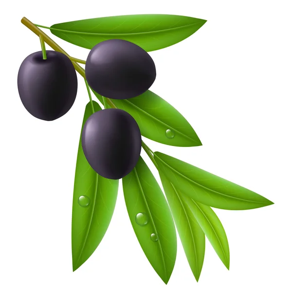 Zweig eines Olivenbaums mit reifen schwarzen Oliven — Stockvektor