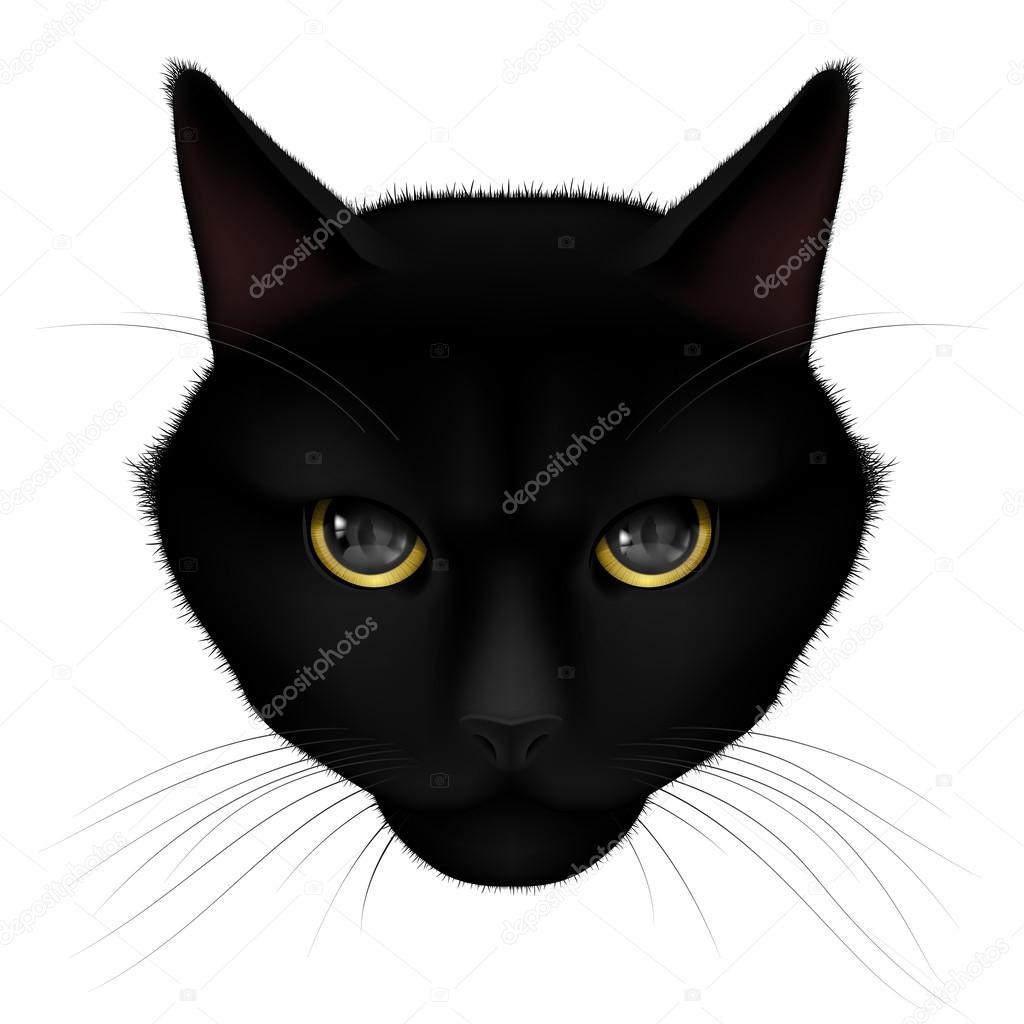 Head of black cat