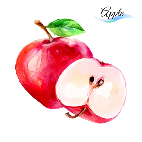 Manzanas dibujo acuarela — Vector de stock