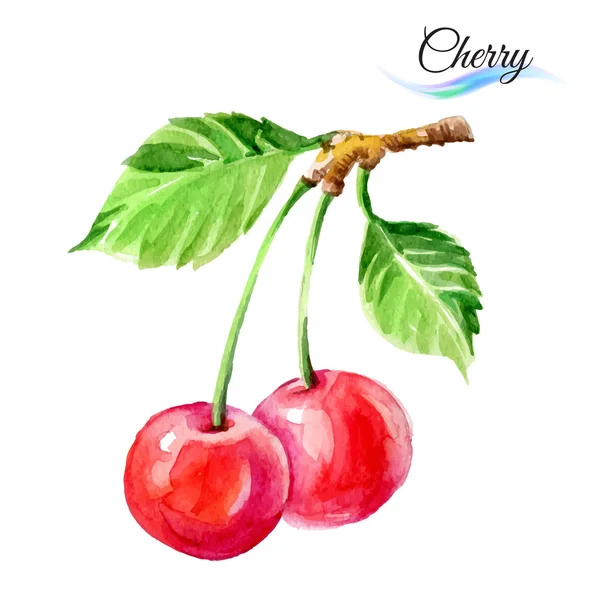 Cherries drawing watercolor — Stock Vector