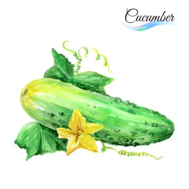 Bir beyaz üzerine suluboya salatalık