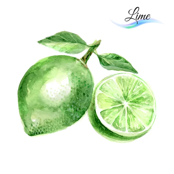 Akwarela owocu limonki — Wektor stockowy