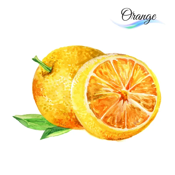 水彩果物オレンジ — ストックベクタ