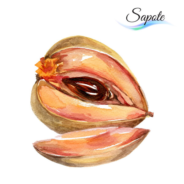Watercolor fruit sapote