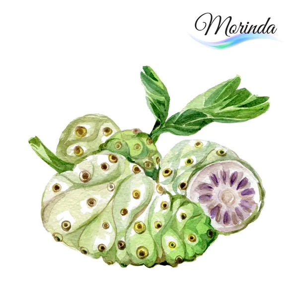 Aquarela morinda frutas — Vetor de Stock