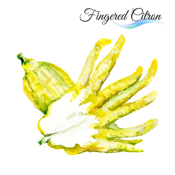 Watercolor Fingered citron — Stock Vector