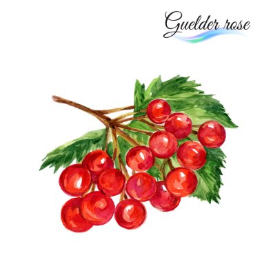 Watercolor guelder rose clipart