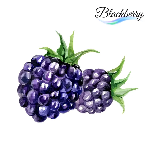 Aquarell Brombeeren auf Weiß — Stockvektor