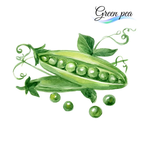 水緑のエンドウ豆 — ストックベクタ