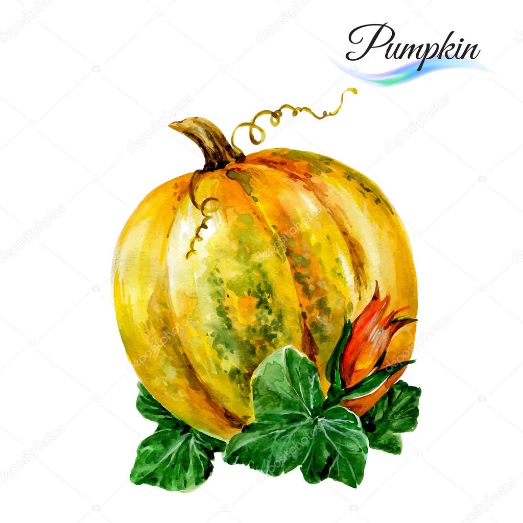 Watercolor pumpkin  on white