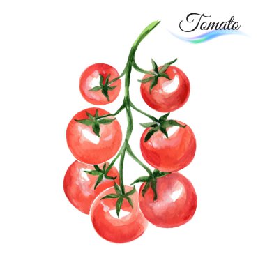 beyaz üzerine suluboya domates