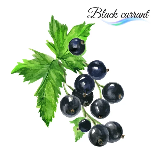 suluboya Siyah frenk üzümü