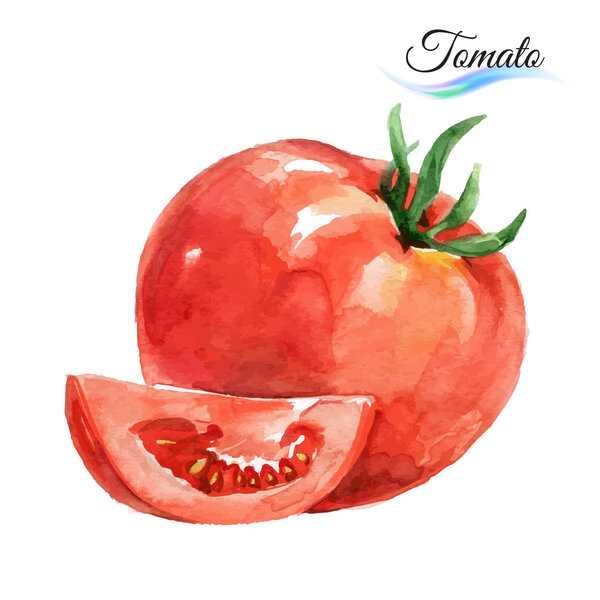 Watercolor tomato on white