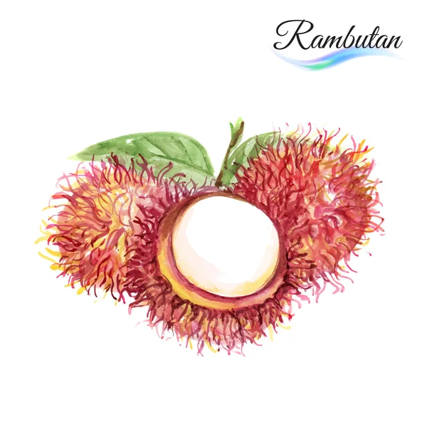 Rambutan — Διανυσματικό Αρχείο