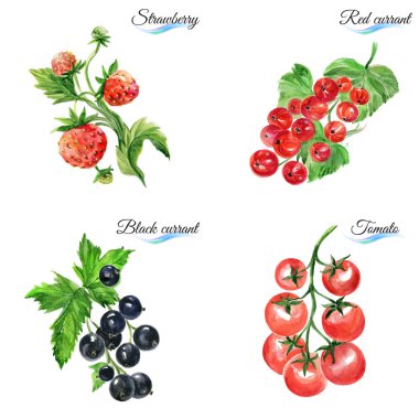 Tasarım için beyaz zemin üzerine suluboya meyvelerini ayarla