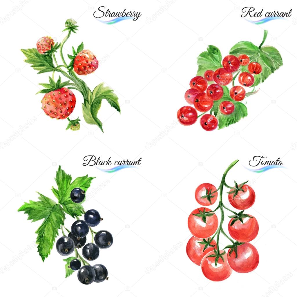 Set of watercolor fruits on white background for design