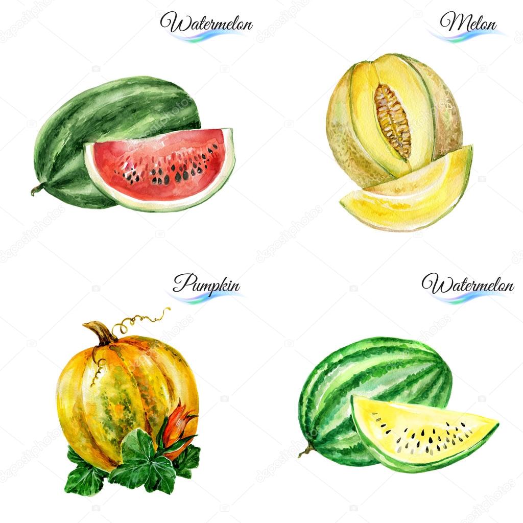 Watercolor fruits on white background for design