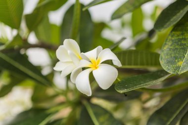 Yağmur damlaları ile Plumeria çiçek