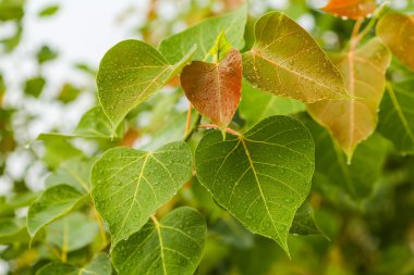 Yeşil bitki üzerinde yağmur damlaları